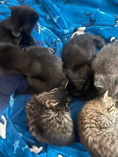 Kittens to a good home., View more