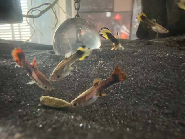 Baby Guppies $1 each in Fish for Rehoming in Burnaby/New Westminster - Image 3