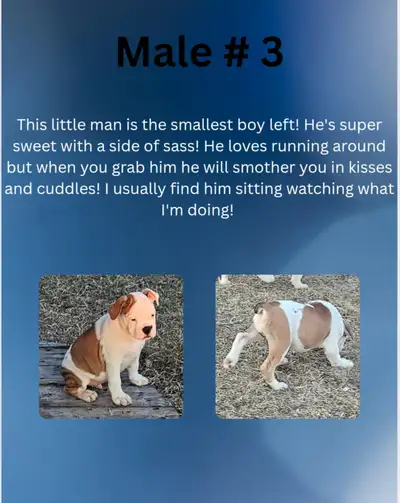 I have 4 13 week old male valley bulldogs available. PRICE REDUCED! Puppies have been to the vet, ha...
