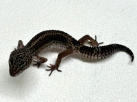 Black night leopard geckos