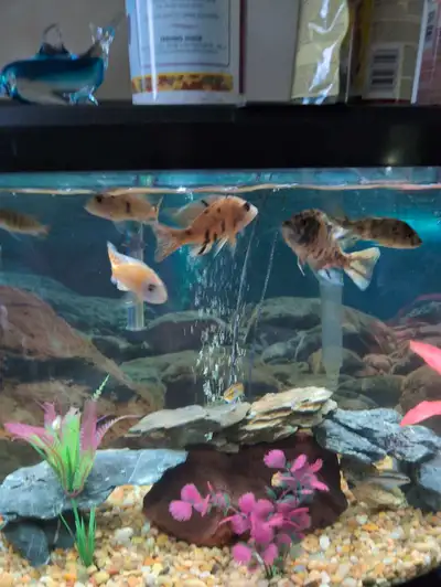 7 African cichlids for sale , View more