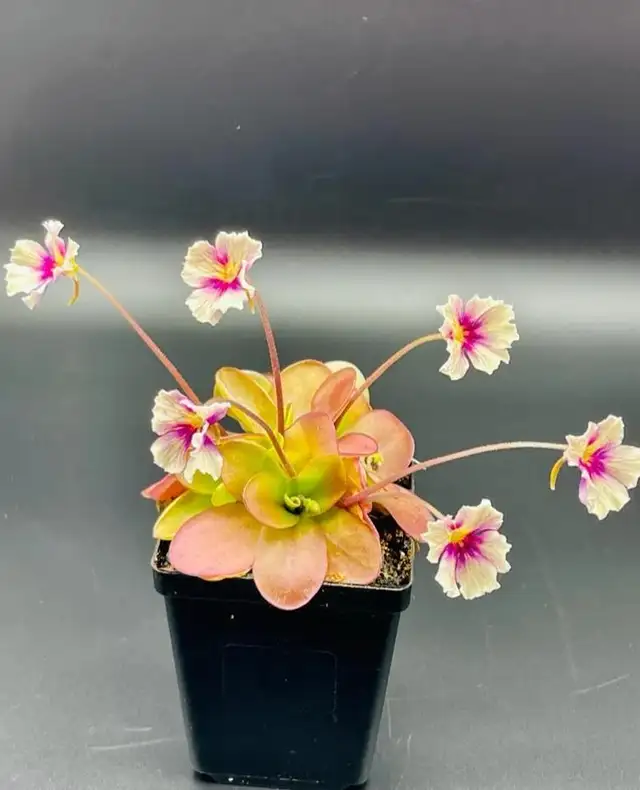 Pinguicula Razzberry blonde butterwort carnivorous plant in Plants, Fertilizer & Soil in City of Toronto - Image 4