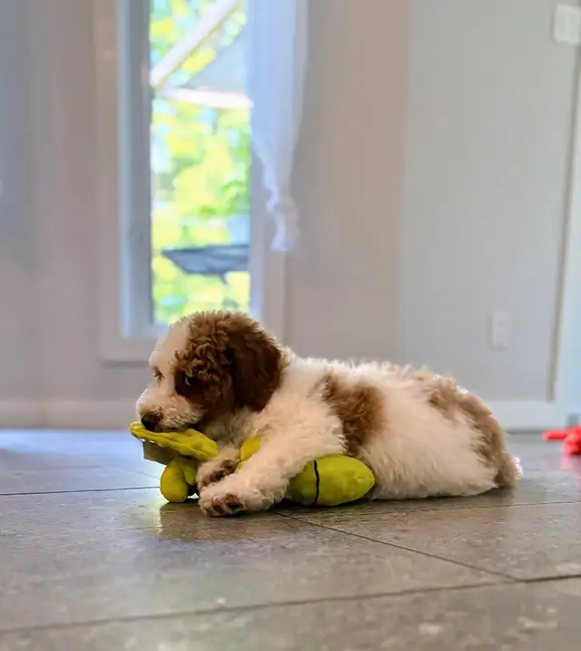 Caniche moyen (petit standard/royal) Poodle in Dogs & Puppies for Rehoming in Granby - Image 5