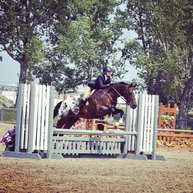 Horse Riding Lessons483716539205570560