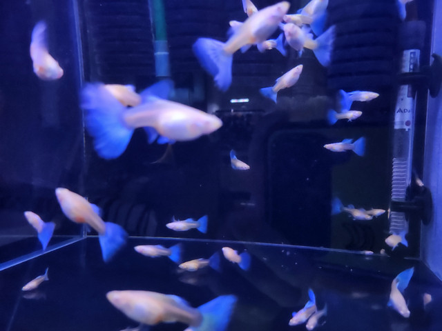 Albino guppies in Fish for Rehoming in Burnaby/New Westminster - Image 4