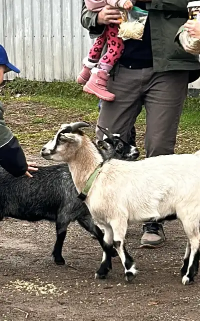  Castrated male goat, View more