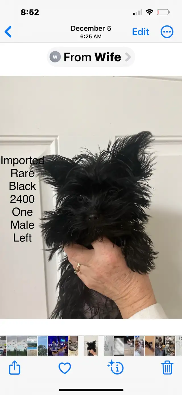 Northern Yorkie puppies ready to go in Dogs & Puppies for Rehoming in City of Toronto - Image 3