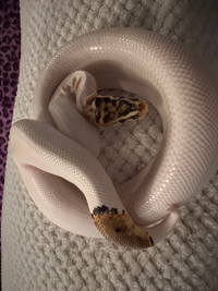 Pastel/spotnose/ pied pos leopard 