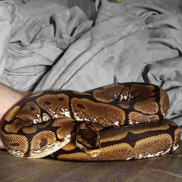 Spider ball python for sale PET ONLY in Reptiles & Amphibians for Rehoming in North Bay