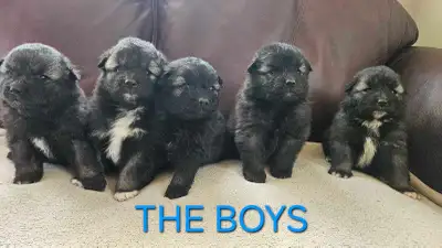 Keeshond Pups , View more