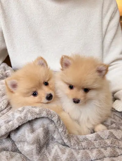 Pomeranian femelle crème *LA DERNIÈRE*, View more