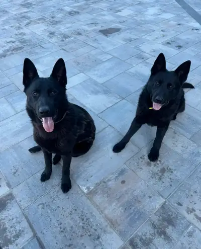 2 male working line German Shepherds, View more