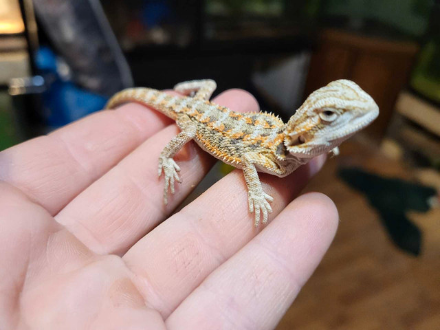 Bearded Dragon baby in Reptiles & Amphibians for Rehoming in Renfrew - Image 2