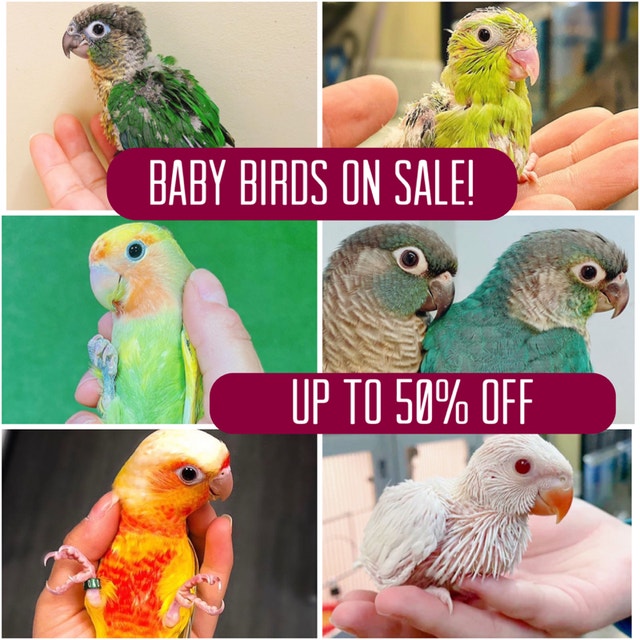 BABY BIRDS FOR SALE!!!! CONURES, LOVEBIRDS, COCKATIELS, BUDGIES Birds for Rehoming Oakville