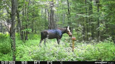 Terrain de chasse en zone 4 à louer à Milan (10 minutes de Lac-Megantic). Plus de 80 acres disponibl...