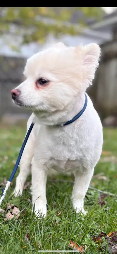 Male Pomeranian, View more