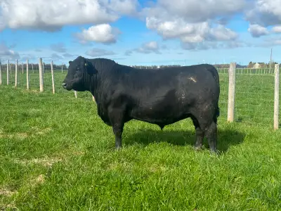 Purebred angus bull for sale, View more