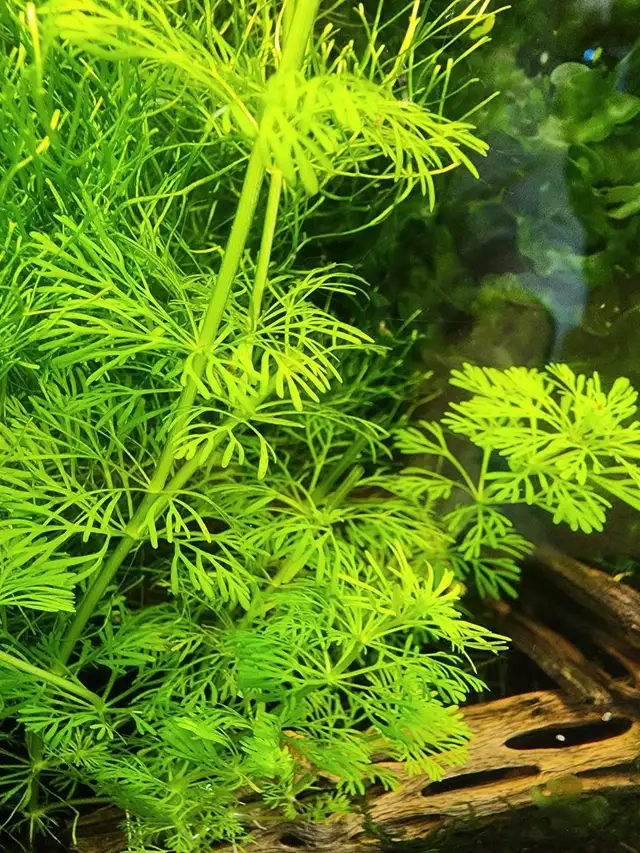 8 types fresh aquarium plant trimmings + 2 floating plan in Fish for Rehoming in Oakville / Halton Region - Image 9