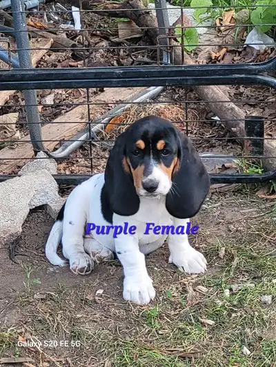 basset hound puppies, View more