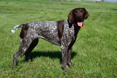 **German Shorthaired Pointer Puppies**, View more