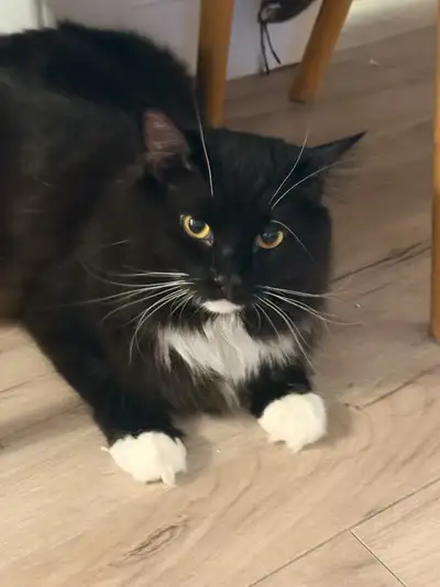 Maine Coon x Ragdoll, View more