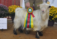 Miniature Silky Fainting Goats - Champion imported bloodlines