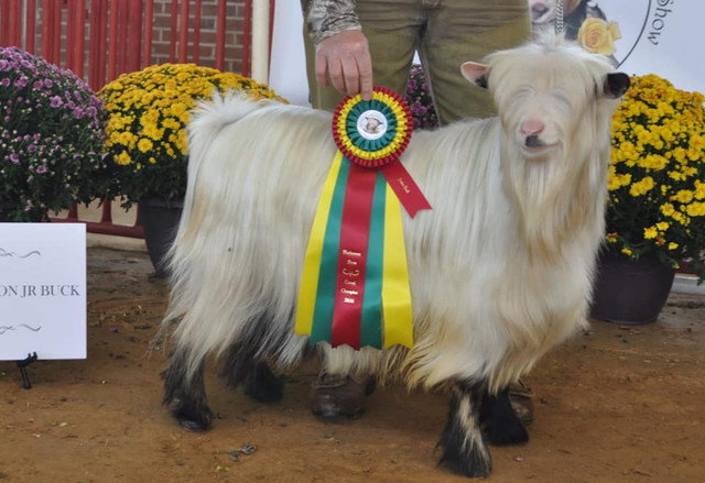 Miniature Silky Fainting Goats - Champion imported bloodlines in Livestock in Barrie
