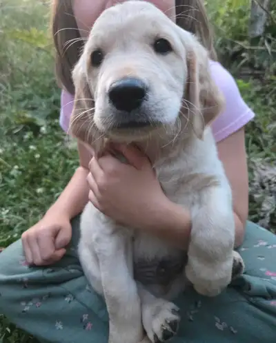 Golden Retrievers, View more