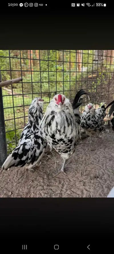 * RARE *bantam ermine ameraucana chicks, View more