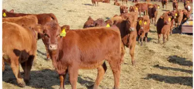 calves/yearling heifers wanted, View more