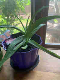  Aloe vera plants