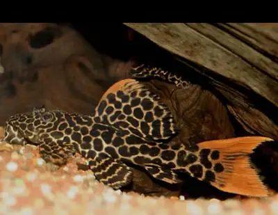 Fancy plecos, View more