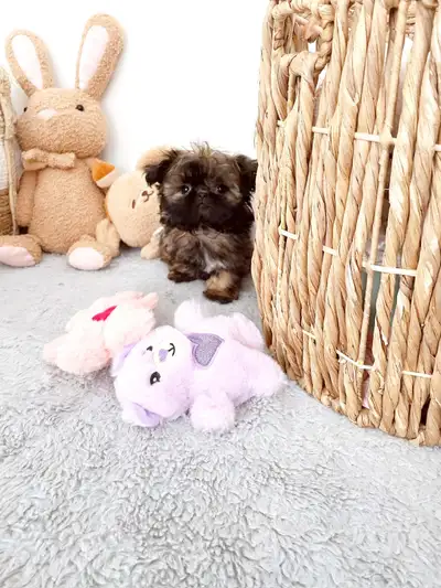 Tiny shihtzu puppy hypoallergenic, View more