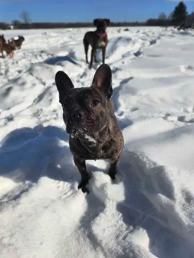 bulldog français, View more