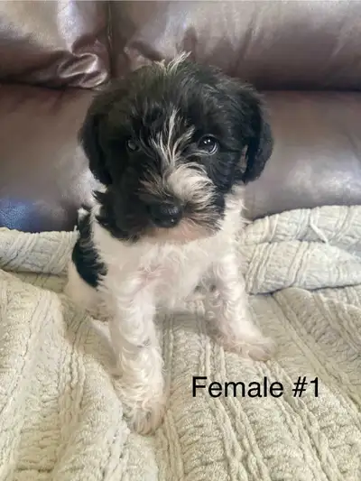 Pure Miniature Schnauzer Puppies, View more