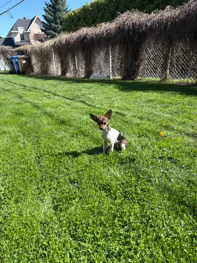 Chiot mâle de 3 lbs .Pour plus de détails écrit moi svp et acheteur sérieux merci.