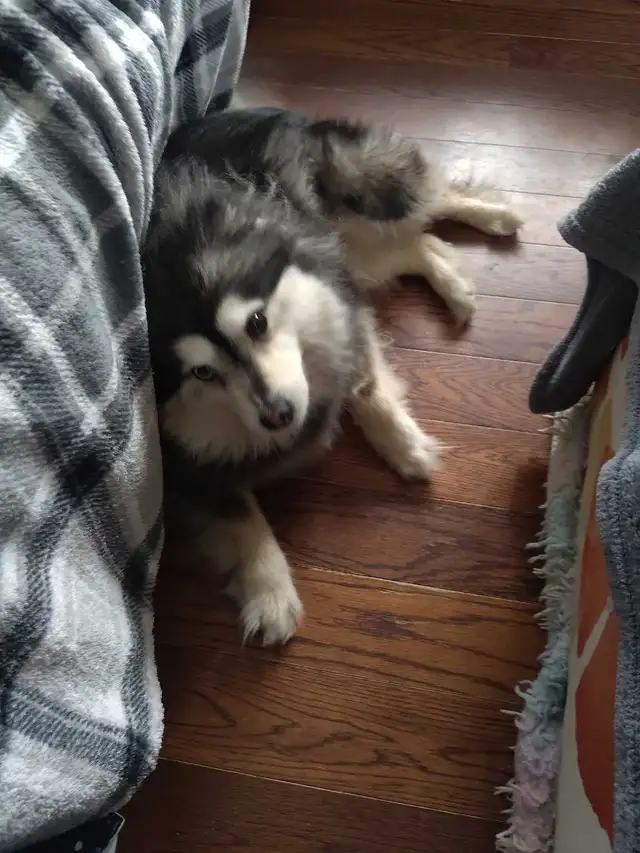 couple pomsky in Dogs & Puppies for Rehoming in Laval / North Shore - Image 5