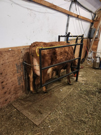Durable Custom-Built Milking Stall / Head Gate