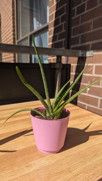 Aloevera Plant