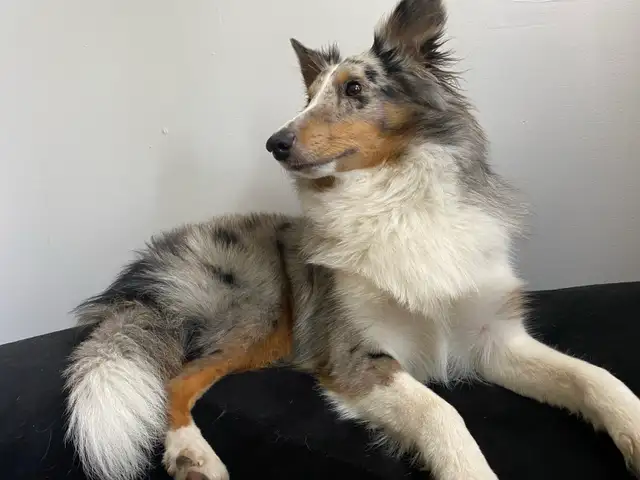 Chiots border-collie mélangé avec Shetland à vendre in Dogs & Puppies for Rehoming in Longueuil / South Shore - Image 4