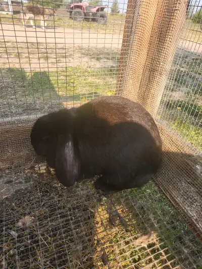 French lop doe, View more