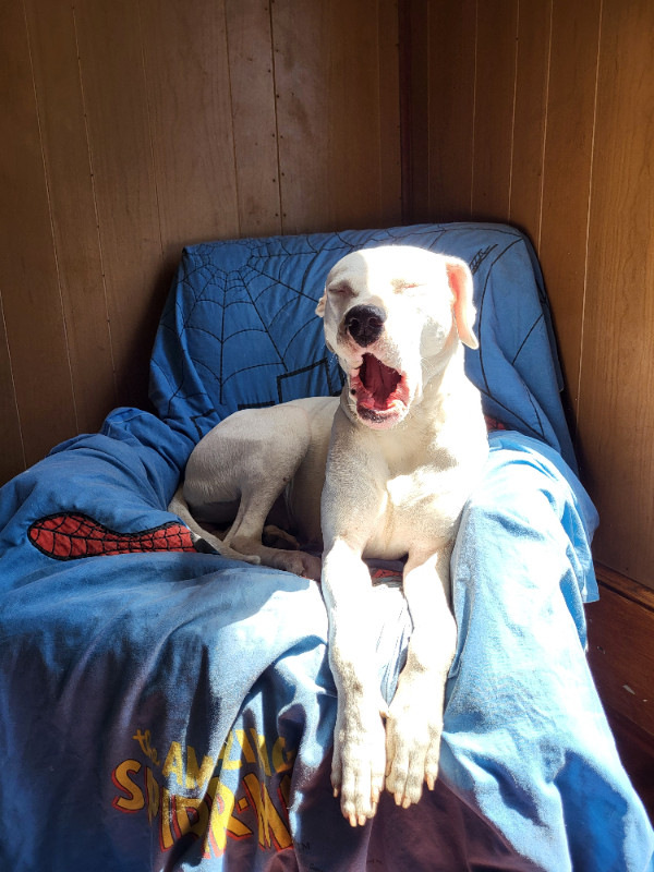 "URGENT" Dogo Argentino in Dogs & Puppies for Rehoming in Norfolk County - Image 4
