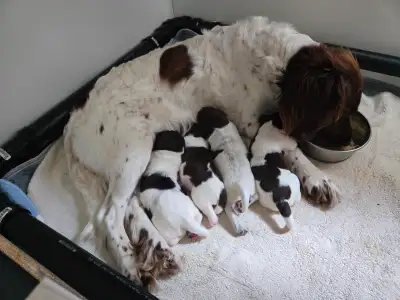 Les chiots de notre Naula von der Linde (Small Munsterlander - NAVHDA UT prize III, UPT prize II, NA...