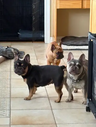 ckc registered frenchbull dogs, View more