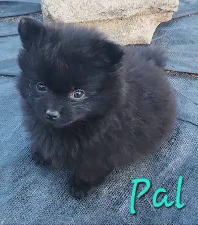 Beautiful male Pomeranian puppies. They are wonderful, goofy and loveable. They love cats, dogs and...
