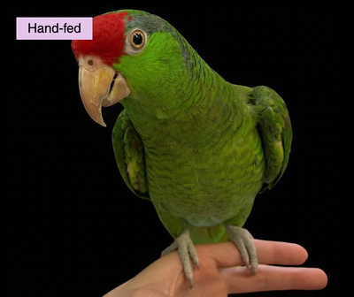 Red-crowned Amazon Parrot Baby sale at TT PETS, View more