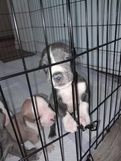 dogo argintino mix puppys, View more