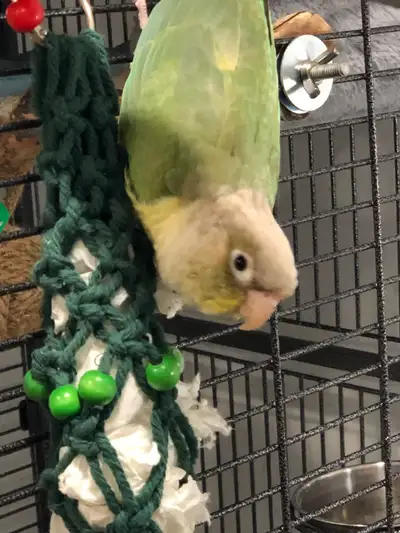 Hand-Tame Conure! (Sale pending), View more