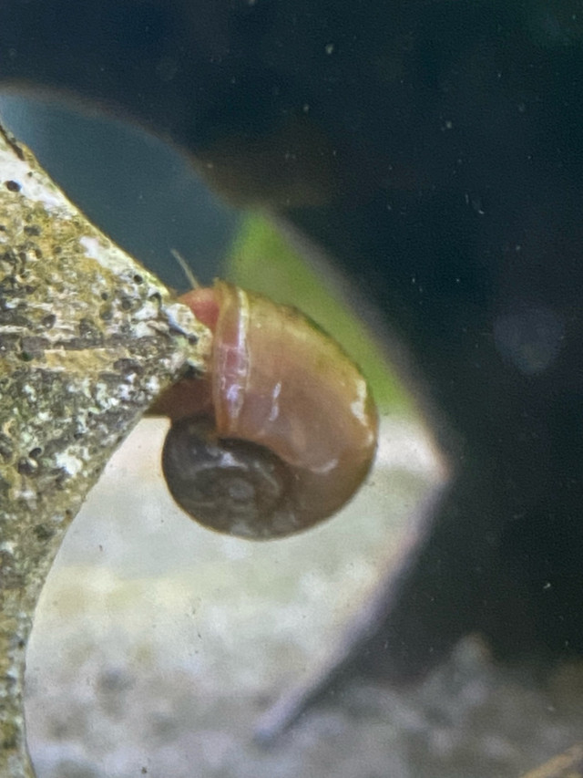 Freshwater Snails in Fish for Rehoming in Saint John