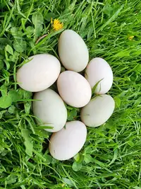Duck hatching eggs!